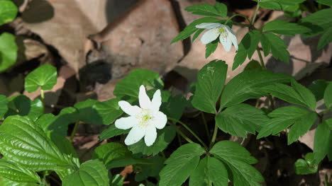 Natur-Weiße-Blume-Grüne-Blätter-Und-Braune-Blätter