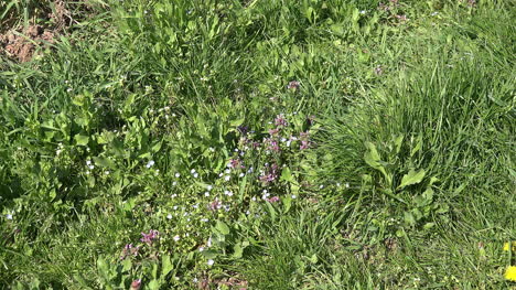 Natur-Wildblumen-Und-Gras-Zoomen