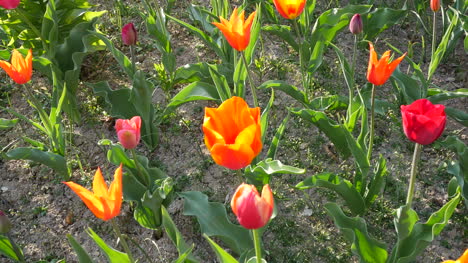 Orange-Und-Rote-Tulpen