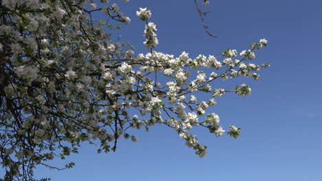 Obstgartenblüten-Und-Blauer-Himmel