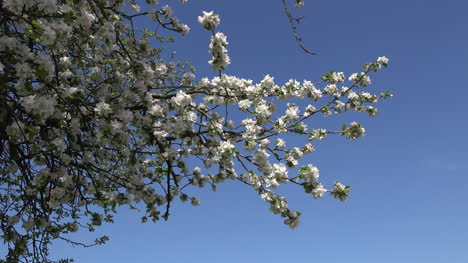 Flores-De-Huerto-Y-Cielo-Azul