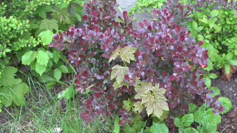 Red-And-Green-Leaves-Zooms-In