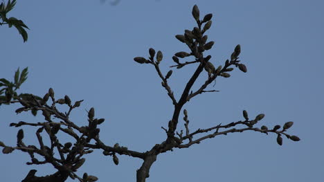 Rama-De-Primavera-Y-Cielo-Azul