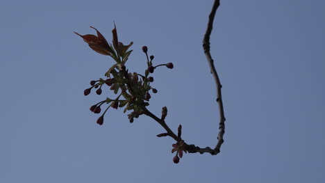 Rama-De-Primavera-En-La-Brisa