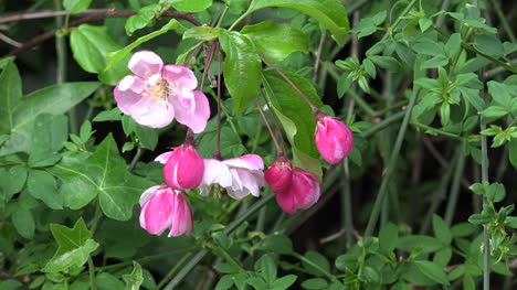 Frühlingsrosa-Blüten-Zeigen-Sich-Gegen-Grüne-Blätter