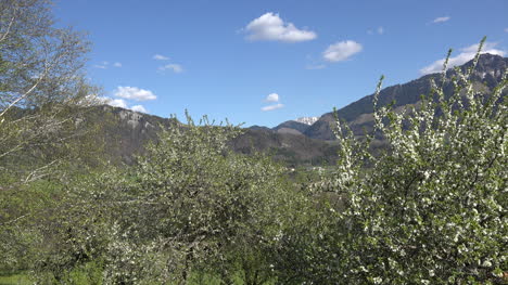 Switzerland-Hills-Above-Fruit-Trees