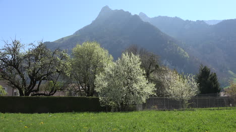 Schweizer-Berge-Und-Blühende-Obstbäume