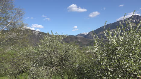 Schweiz-Berggipfel-über-Obstbäumen-Zoom