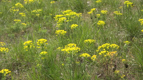 Gelbe-Blumen-Inmitten-Von-Gras
