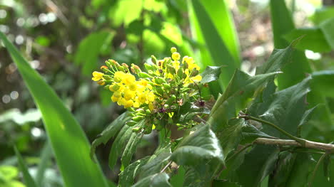 Yellow-Flowers-In-Sun