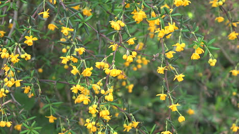 Yellow-Flowers-On-Branch-Zoom-In