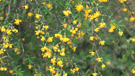 Gelbe-Blumen-Auf-Zweigen-Im-Wind