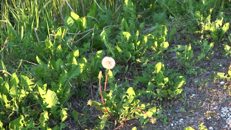 Dandelion-Seeds-In-Late-Light-Zoom-In