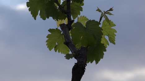 Detail-Der-Jungen-Weinblätter-Und-Des-Grauen-Himmels