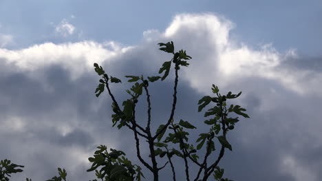 Dramatische-Wolken-Und-Feigenbaumblätter-Im-Frühling
