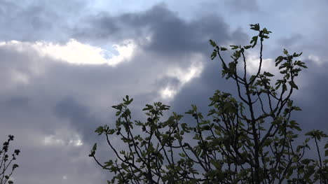 Feigenbaum-Im-Frühling-Und-Drohende-Wolken