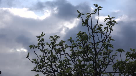 Feigenbaumblätter-Im-Frühjahr-Gegen-Drohende-Wolken