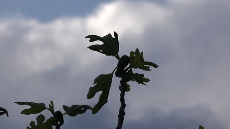 Feigenbaumkrone-Verkleinert-Sich