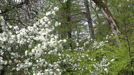 Frankreich-Blühender-Baum-Und-Wald-Verkleinern