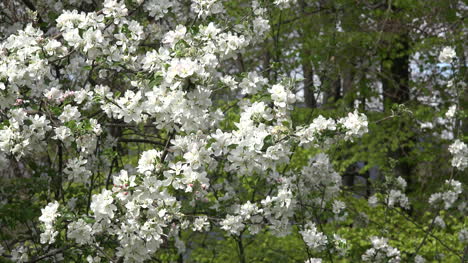 France-Tree-Blooms-And-Woods-Zooms-Out