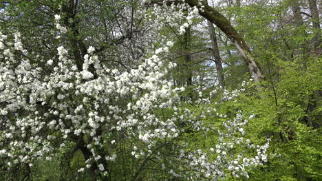 Frankreich-Baum-In-Voller-Blüte-Und-Junge-Blätter-Im-Wald