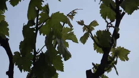 Grape-Leaves-Quivering-In-Breeze