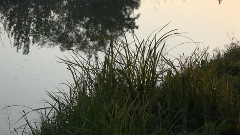 Grass-Blades-By-Water