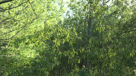 Green-Leaves-And-Flying-Insects-Zooms-In