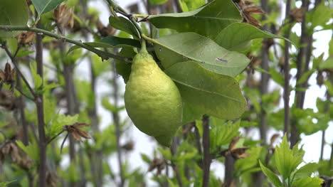 Green-Lemon-On-A-Tree