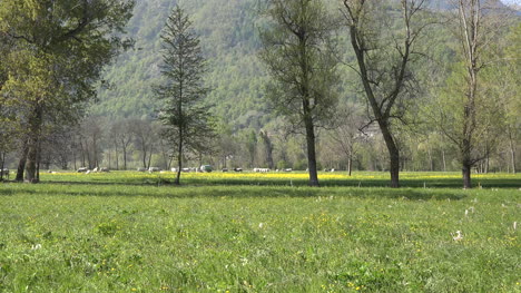 Italien-Rinder-Weiden-Vergrößern