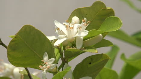 Lemon-Flower-Detail