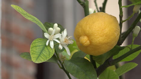 Lemon-With-Pretty-Flower-On-Tree