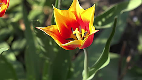 Orange-Und-Gelbe-Tulpe