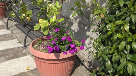 Petunia-In-Clay-Pot-Zoom-In