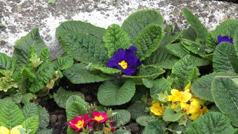 Purple-Primrose-Zoom-In