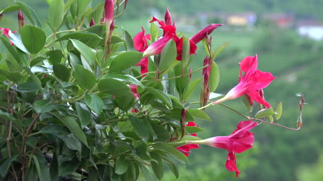 Rote-Blumen-Und-Weicher-Hintergrund