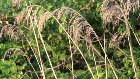 Cañas-En-Semilla-Con-Cambio-De-Color