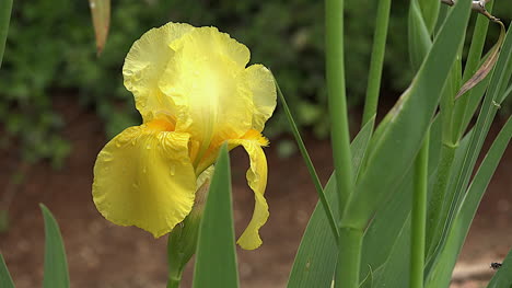 Vista-Cercana-De-Iris-Amarillo