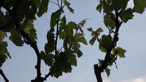 Young-Grape-Leaves-Against-Grey-Sky