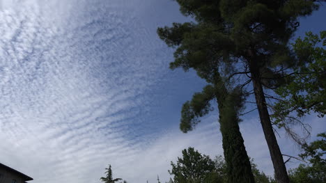 Cloud-Pattern-And-Pine-Tree