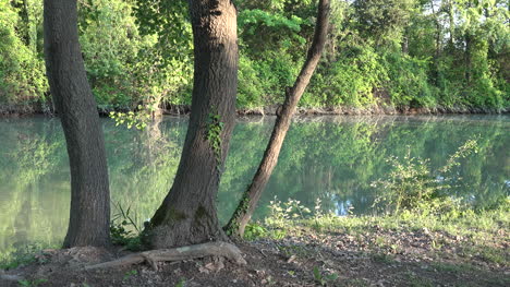 Italy-Three-Trees-On-Bank-Of-Stella-River