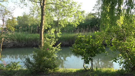 Italien-Vegetation-Am-Ufer-Des-Stella-Backwater