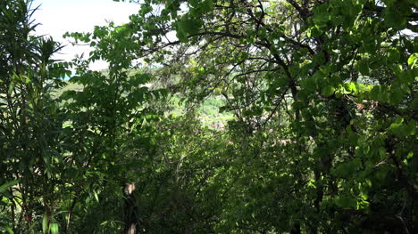 Italy-Village-Through-Trees-Zoom-In