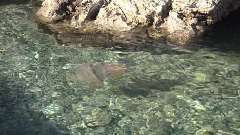 Jellyfish-In-Pretty-Clear-Water