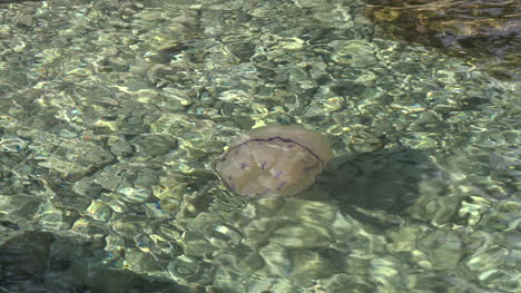 Jellyfish-Moves-Toward-Rocks