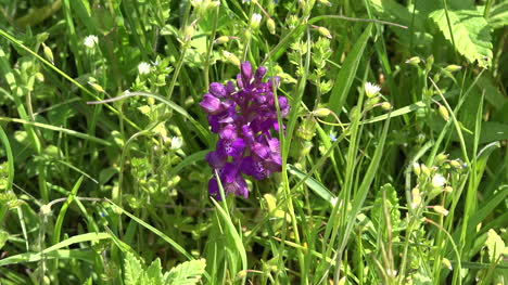 Orquídea-en-la-hierba