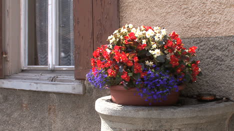 Schweiz-Spulgen-Blumen