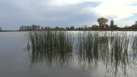 Nebraska-reeds-in-water