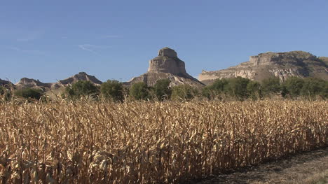 Nebraska-corn-field-at-Scotts-Bluff