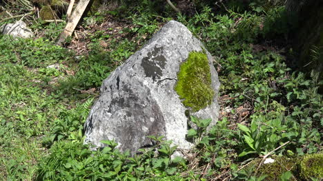 Naturmoos-Und-Flechten-Auf-Felsen